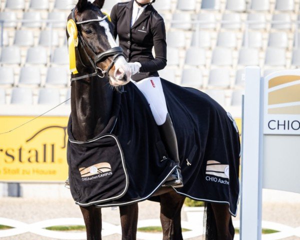 dressage horse Zandro d'Amour (Oldenburg, 2018, from Zoom)