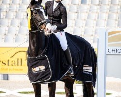dressage horse Zandro d'Amour (Oldenburg, 2018, from Zoom)
