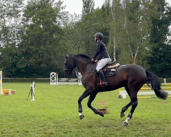 Zuchtstute Donnalittchen 14 (Hannoveraner, 2014, von Deveraux 3)