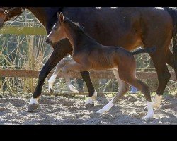 jumper Crazy Brush B (German Sport Horse, 2019)