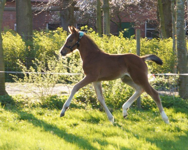 horse Oksana (Hanoverian, 2019, from Origi D'o)