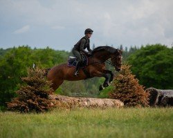 dressage horse Donna Flora 4 (Trakehner, 2020, from Tarison)