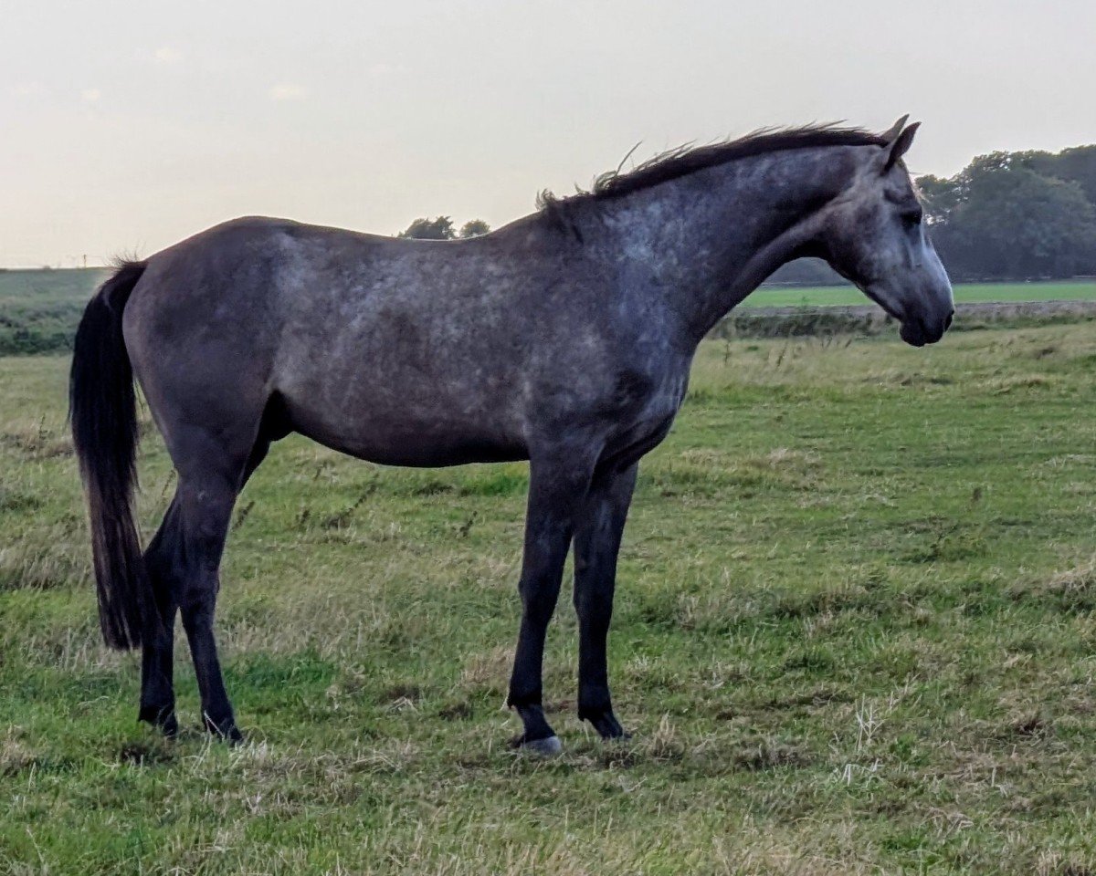 horse Nikos (Hanoverian, 2021, from Nairobi de Muze)