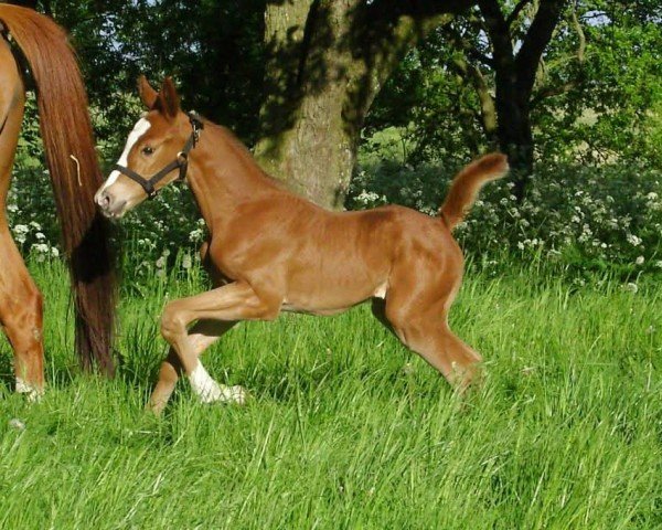horse Paris (Hanoverian, 2008, from Perigueux)