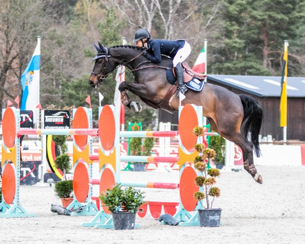 jumper Decurio (Hanoverian, 2010, from Diarado)