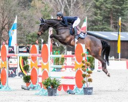 jumper Decurio (Hanoverian, 2010, from Diarado)
