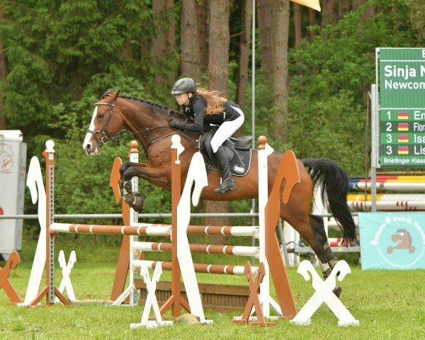Springpferd Newcomer's Lady W (Deutsches Sportpferd, 2010, von Newcomer)