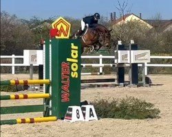 jumper Diamant Shine (Holsteiner, 2020, from Don van het Parelshof Z)