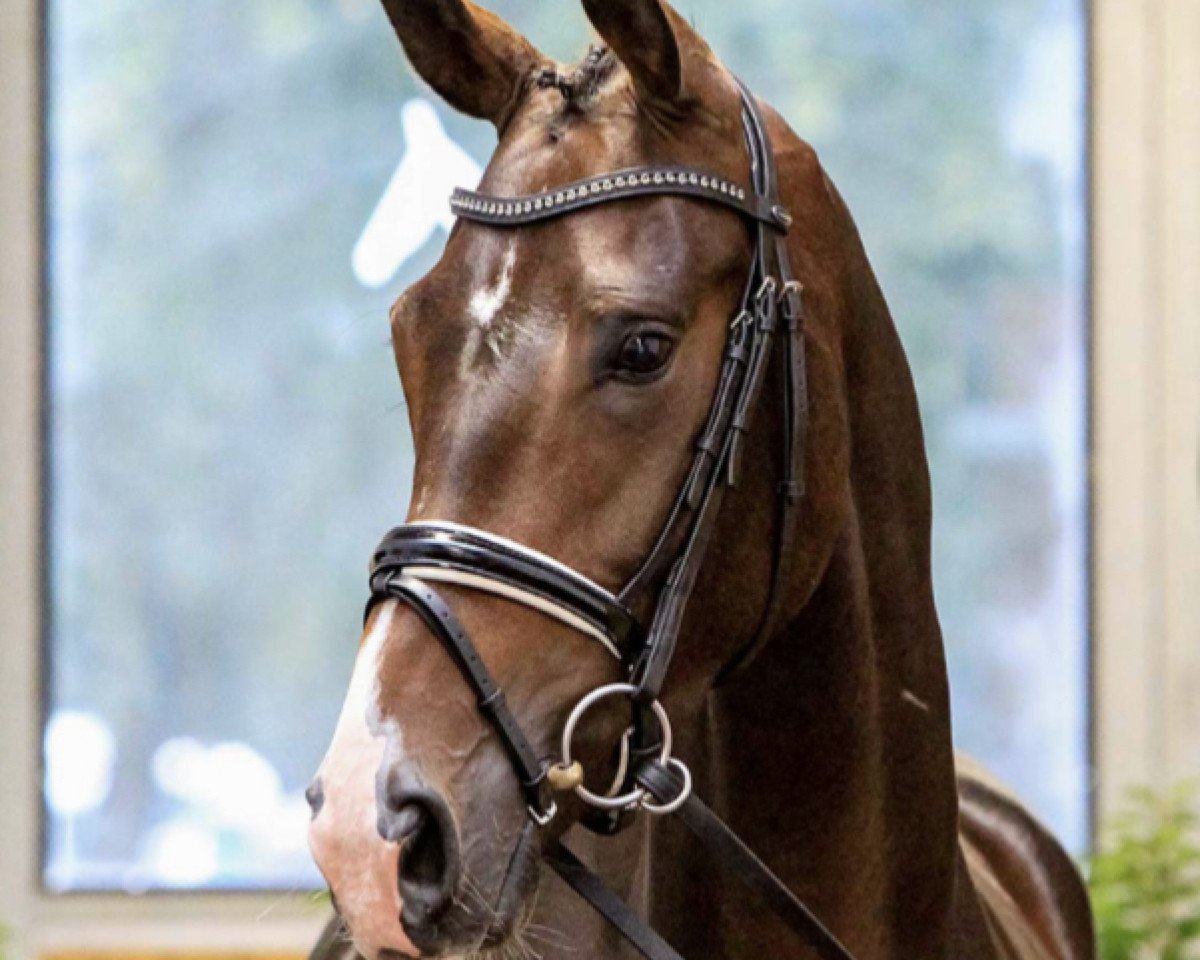 horse Belladonna (Hanoverian, 2016, from Buckingham)