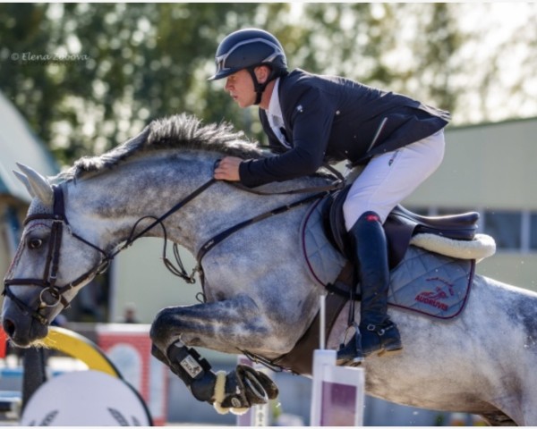 Springpferd Baironas (Hannoveraner, 2012, von Bacardi OLD)