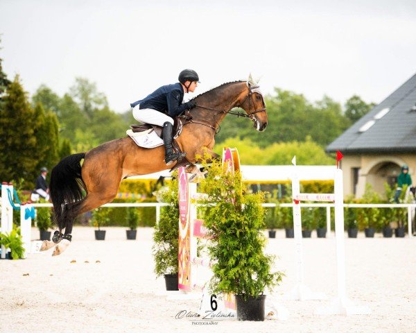 jumper Holle (KWPN (Royal Dutch Sporthorse), 2012, from Zirocco Blue)