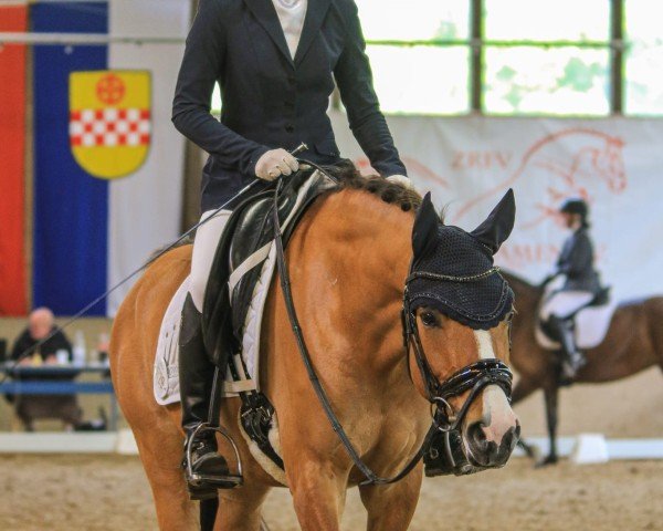 dressage horse Der kleine Fred (German Riding Pony, 2019, from Dating AT NRW)
