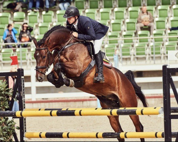 Springpferd Contremont (Holsteiner, 2012, von Crunch 3)