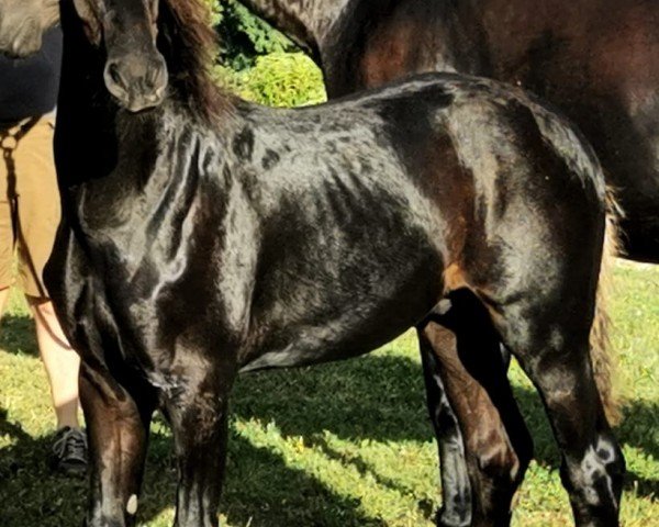 horse Taurus von Tröstlberg (Austrian Warmblood, 2024, from Taurus)
