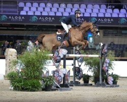 jumper Ackila Dv Z (Zangersheide riding horse, 2014, from Aktion Pur Z)