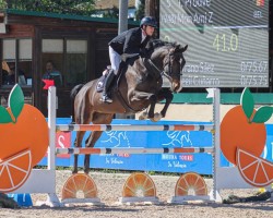 jumper Mon Ami Z (Zangersheide riding horse, 2018, from Matisse de Mariposa)