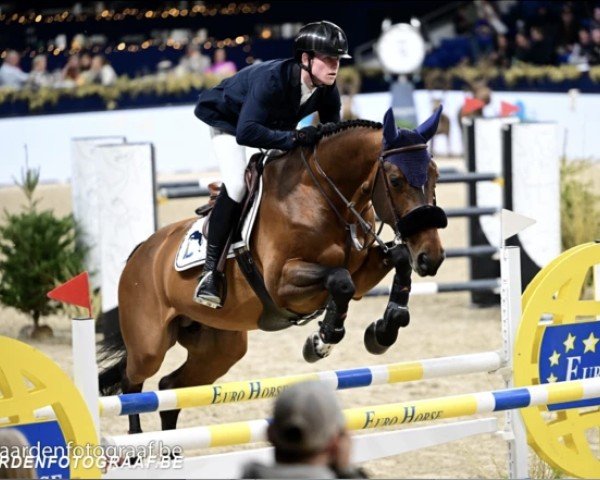 Springpferd Quick Touch Jw van 't Meulenhof (Belgisches Warmblut, 2016, von Kannan)