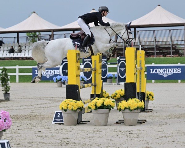 jumper Quasca Artist vd Guldennagel -V (Belgian Warmblood, 2016, from Asca Z)