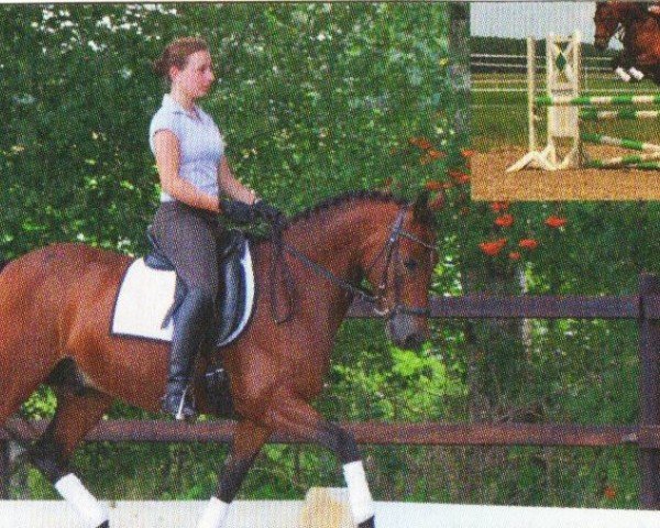 dressage horse Dusty 822 (Pony without race description, 2006, from Day of Whisper)