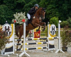 Springpferd Kai (Deutsches Sportpferd, 2018, von Kaid H Z)