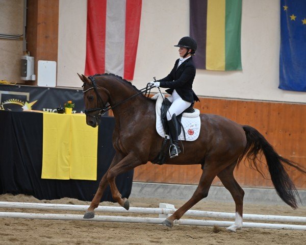 dressage horse Belcanto Gold (Oldenburg, 2018, from Best of Gold)