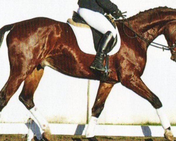 horse Monet (Mecklenburg, 2020, from DSP Marc Cain)