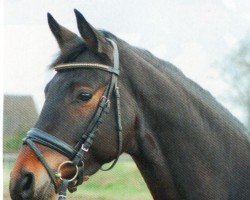 dressage horse Recuerdo 5 (Trakehner, 2007, from Kaiserdom)