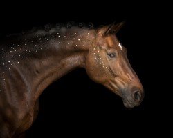 dressage horse JJ St. Paul (Danish Warmblood, 2016, from Sezuan)