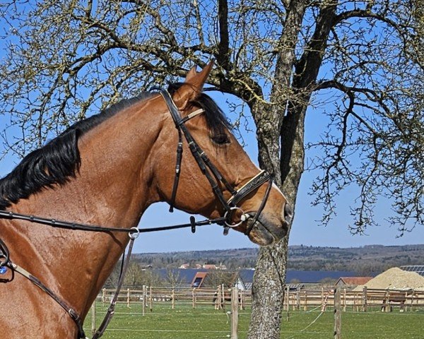 jumper Cascado B (Holsteiner, 2014, from Cascadello)