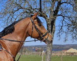 jumper Cascado B (Holsteiner, 2014, from Cascadello)
