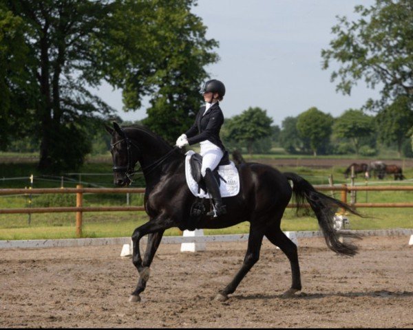 dressage horse Dali 60 (Hanoverian, 2016, from Dancier)