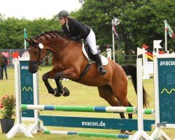 Dressurpferd Contess 54 (Oldenburger, 2012, von Sir Donnerhall I)
