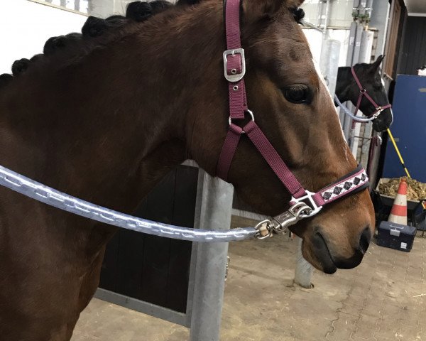 Dressurpferd Cosmic Coco (Deutsches Reitpony, 2017, von Cosmopolitan NRW)