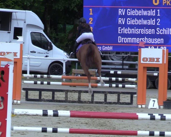 Reitturnier Siegen-Weidenau 2025