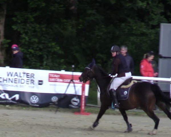 Reitturnier Siegen-Weidenau  2025