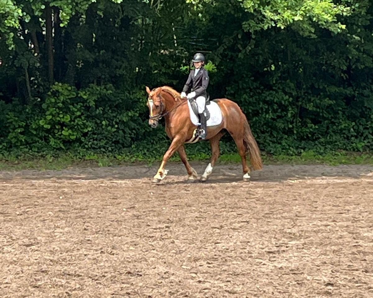 dressage horse Talyllyn Drizzle (Welsh-Cob (Sek. D), 2016, from Llanfyllin Cream Boy)