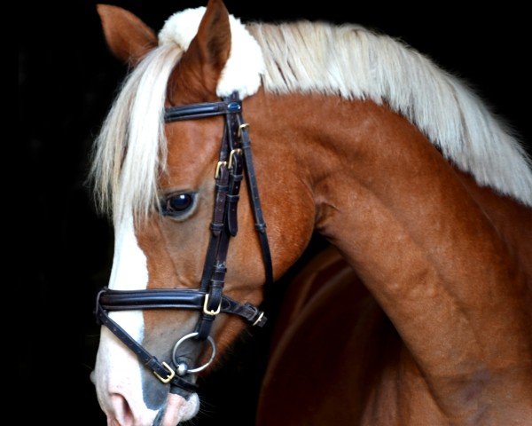 Zuchtstute het Living Gold (Deutsches Reitpony, 2015, von Lucky Lao II)