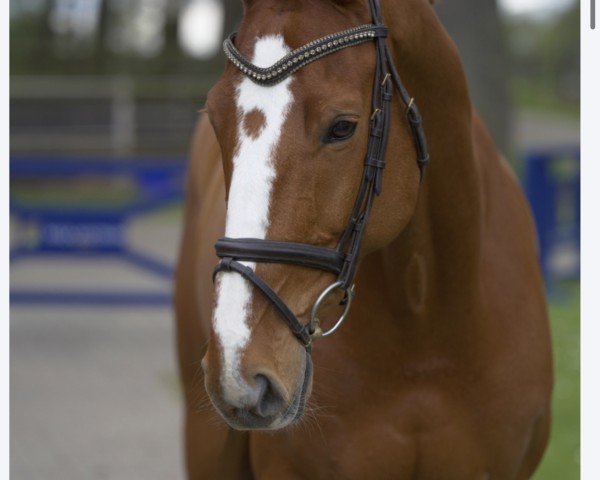 jumper O'Malley van de Bucxtale (Belgian Warmblood, 2014, from Coriano)