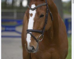 jumper O'Malley van de Bucxtale (Belgian Warmblood, 2014, from Coriano)