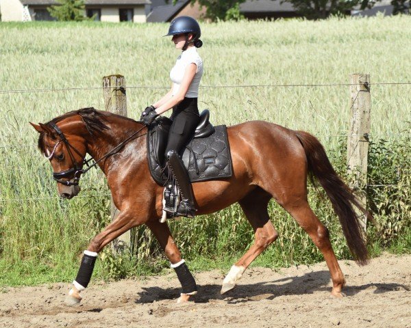 horse No Words Needed H (German Riding Pony, 2021, from FS Next Diamond)