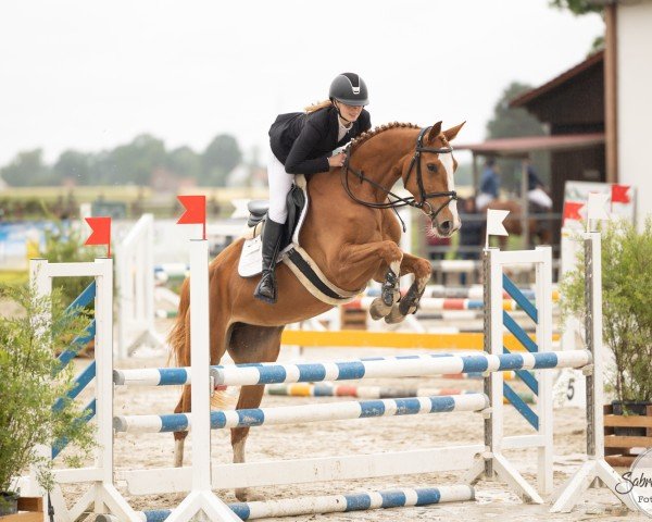 horse Balourina T (Westphalian, 2019, from Baloutaire PS)