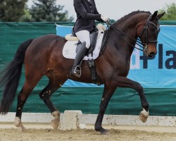 Dressurpferd Don Lemar (Deutsches Sportpferd, 2018, von Don Royal)