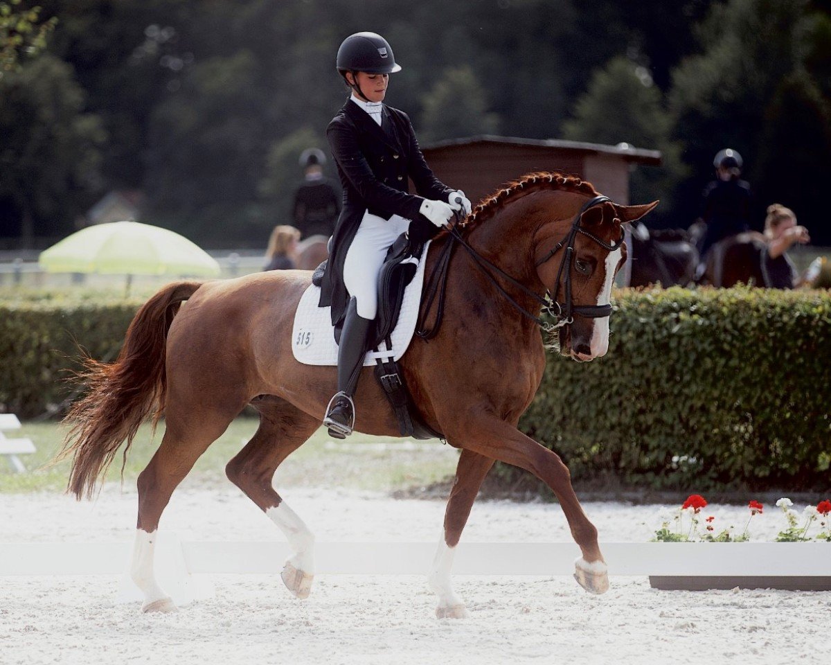 Cavallo da Dressage Lara 538 (Cavallo Sportivo Tedesco, 2009, di Lord Fantastic)