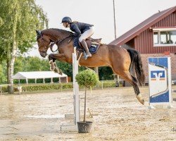 Springpferd Diablo de la vida B (Westfale, 2021, von Dallas VDL Z)