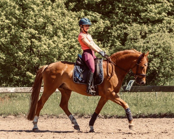Springpferd Der Halbblutprinz (Deutsches Reitpony, 2014, von Dimension AT NRW)