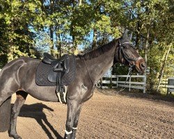 dressage horse Limona L (Hanoverian, 2012)