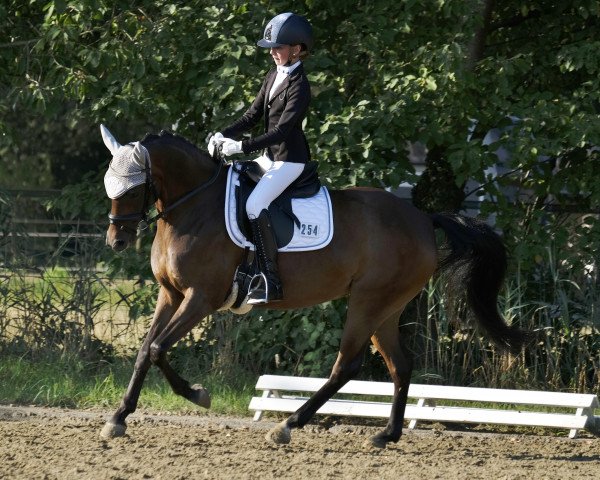 Jumper Kayleigh SF (German Riding Pony, 2013, from King Bjuti)