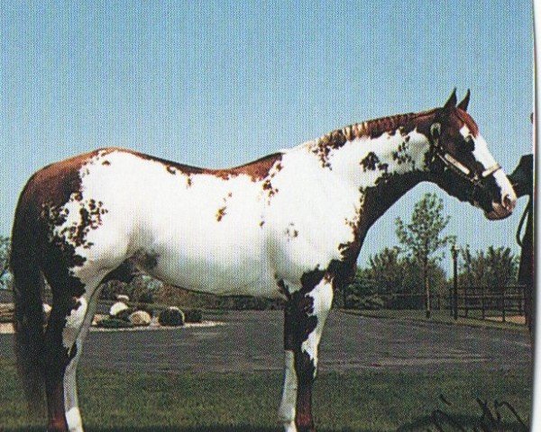 horse Redeming Stinger (Paint Horse, 1983, from Ratchett) horse Redeming Stinger (Paint Horse, 1983, from Ratchett)