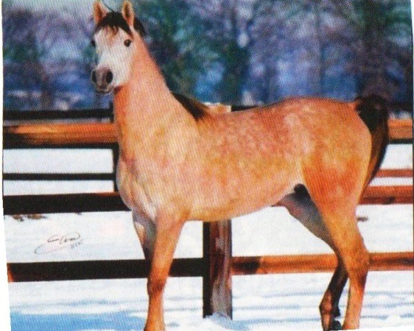 horse GHS Taj Mahal (Arabian, 2007, from Psytadel 1998 ox)