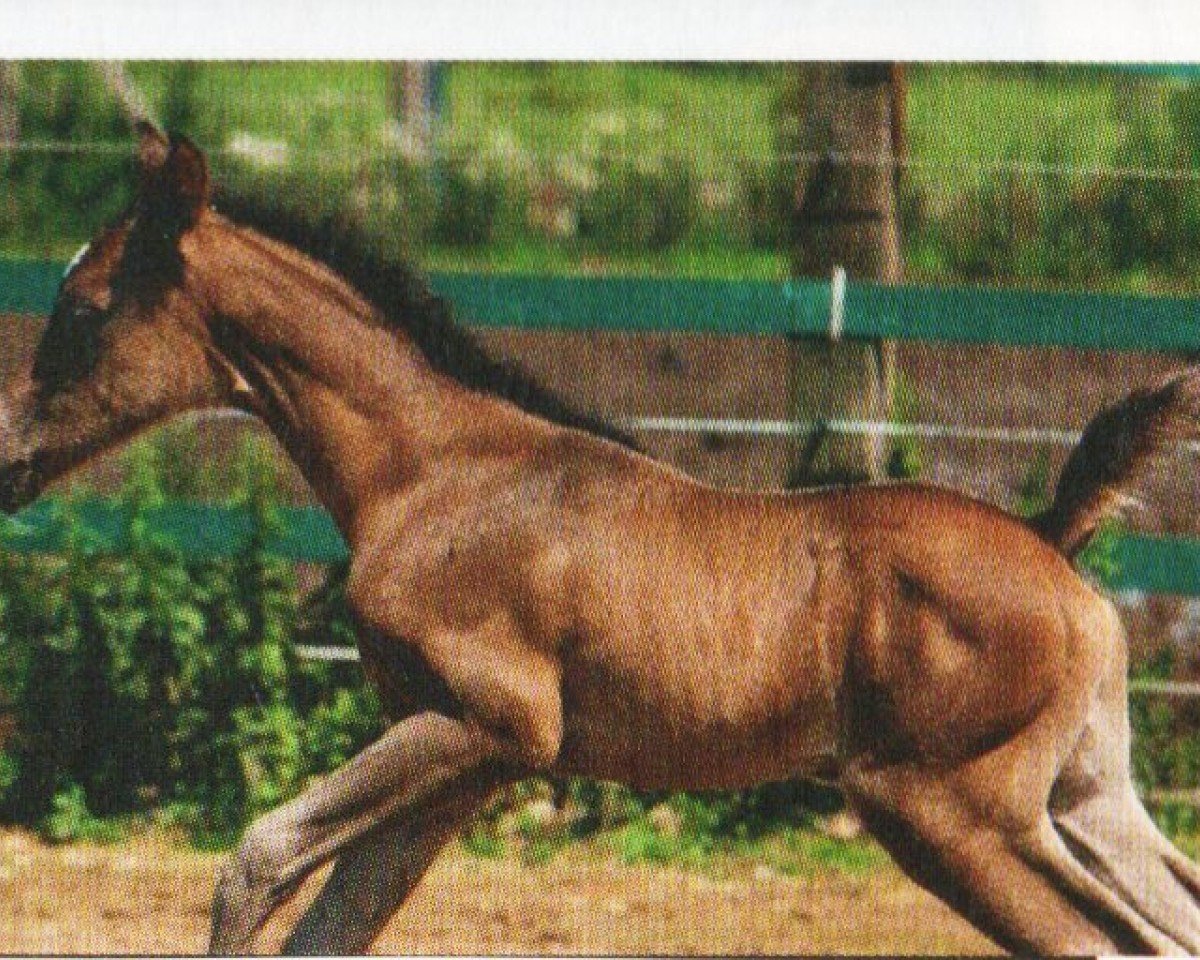 horse Namib Sunrise (Arabian, 2011, from SHAIMONIET ox)